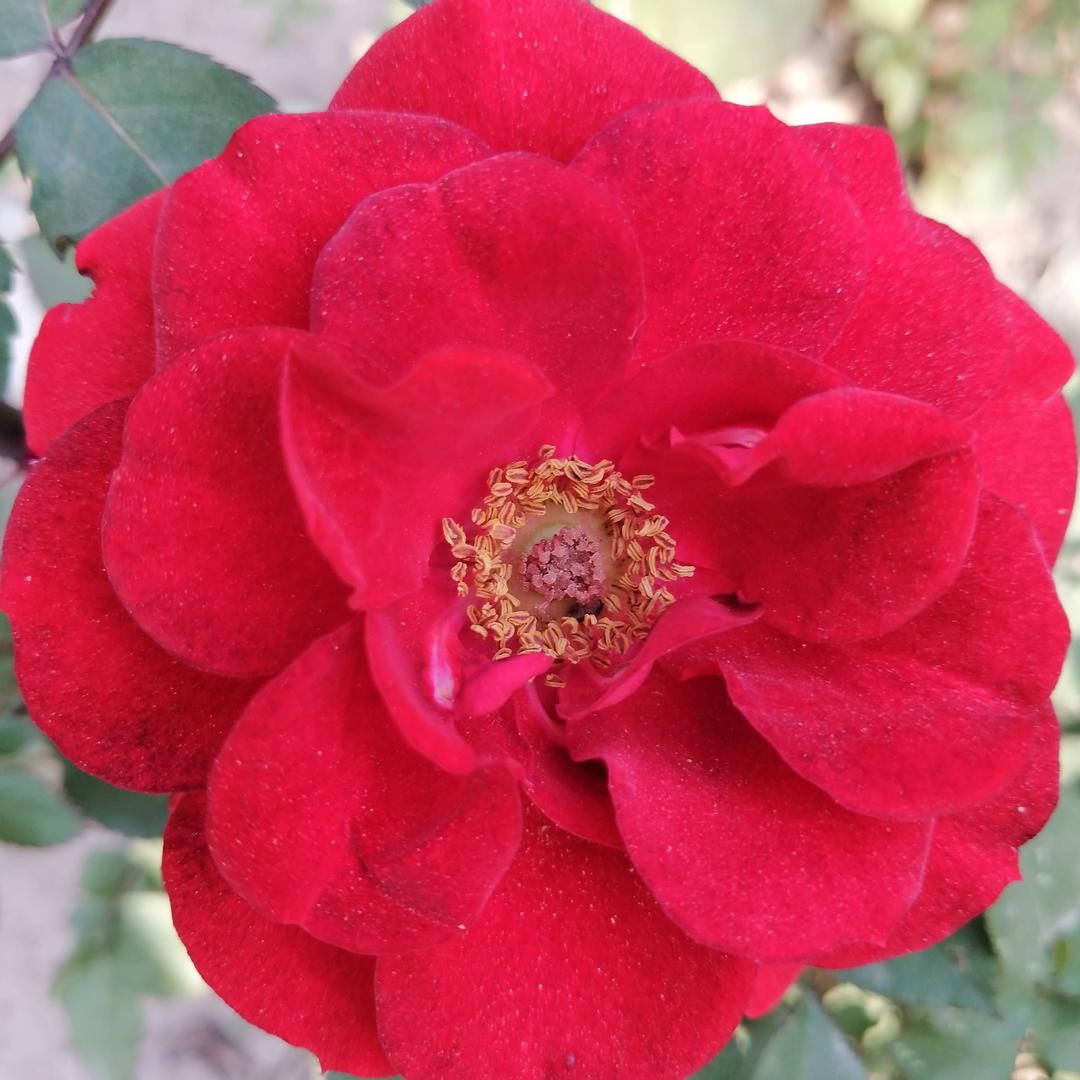 【乡音戏曲】任姐