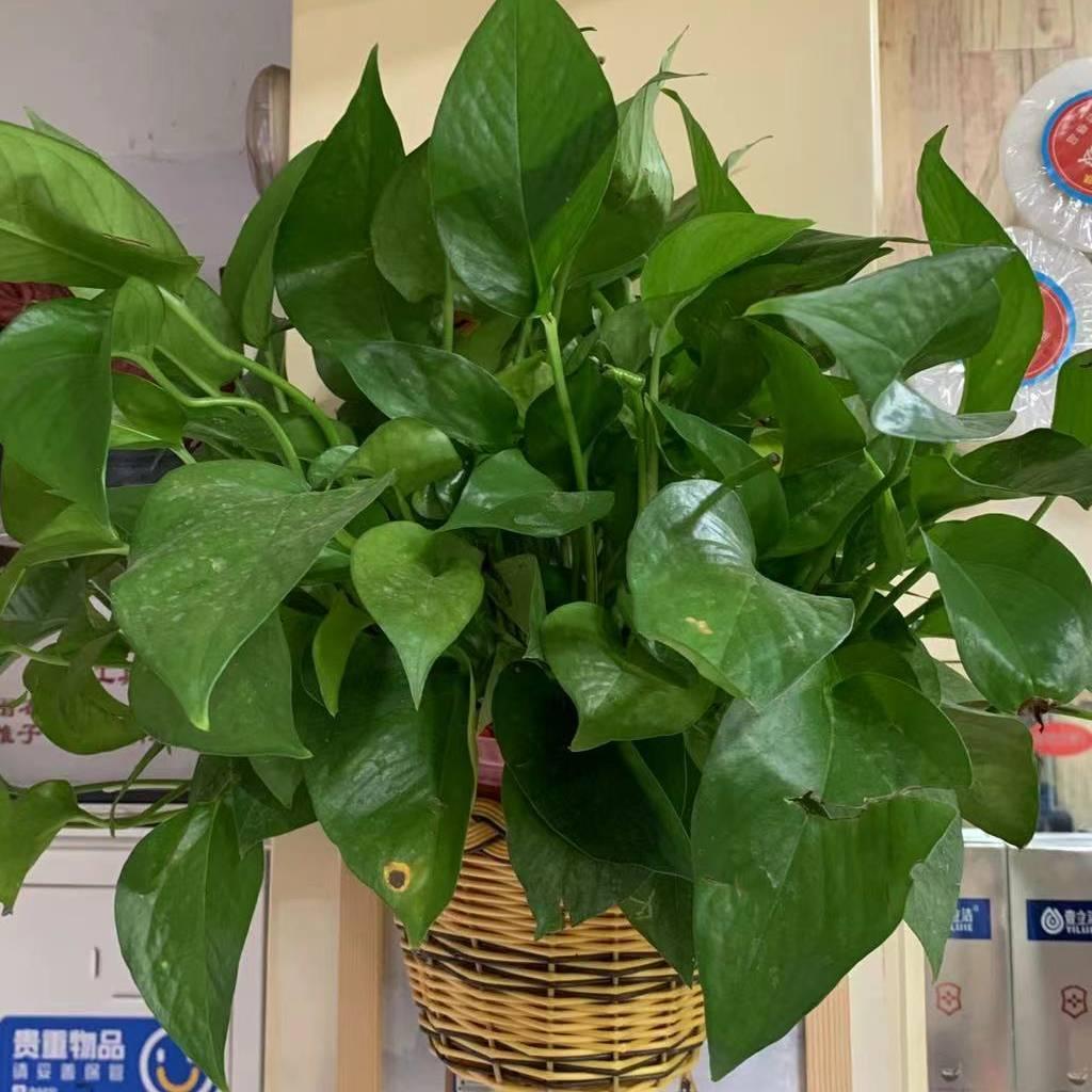 刘彩芝