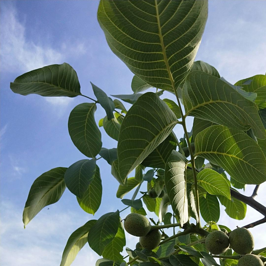 小苹果