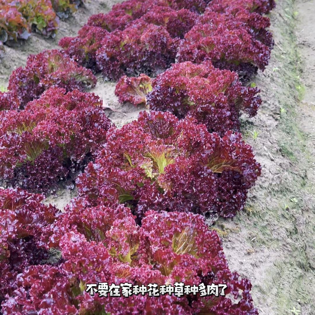 开心农场～开心姐