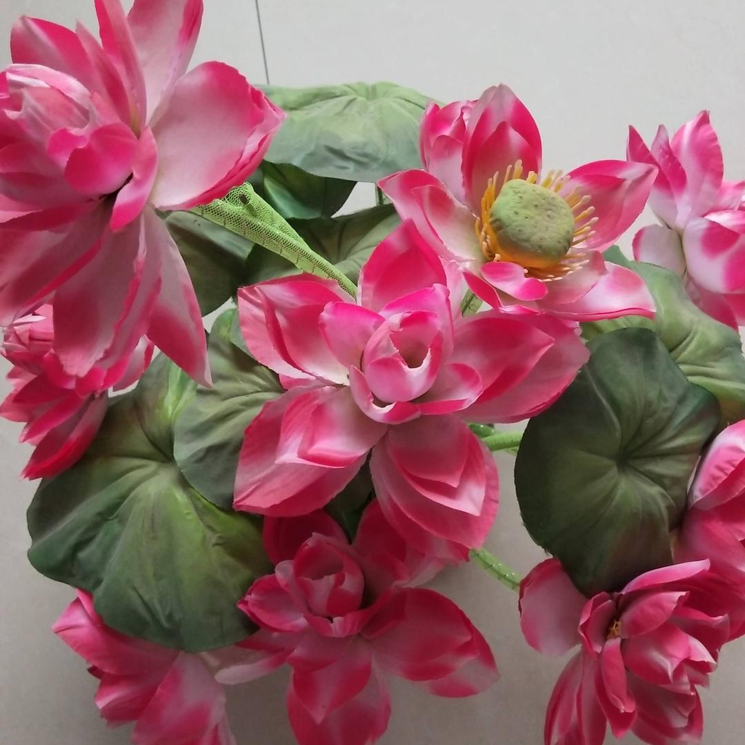 👍荷花( ♡д♡)