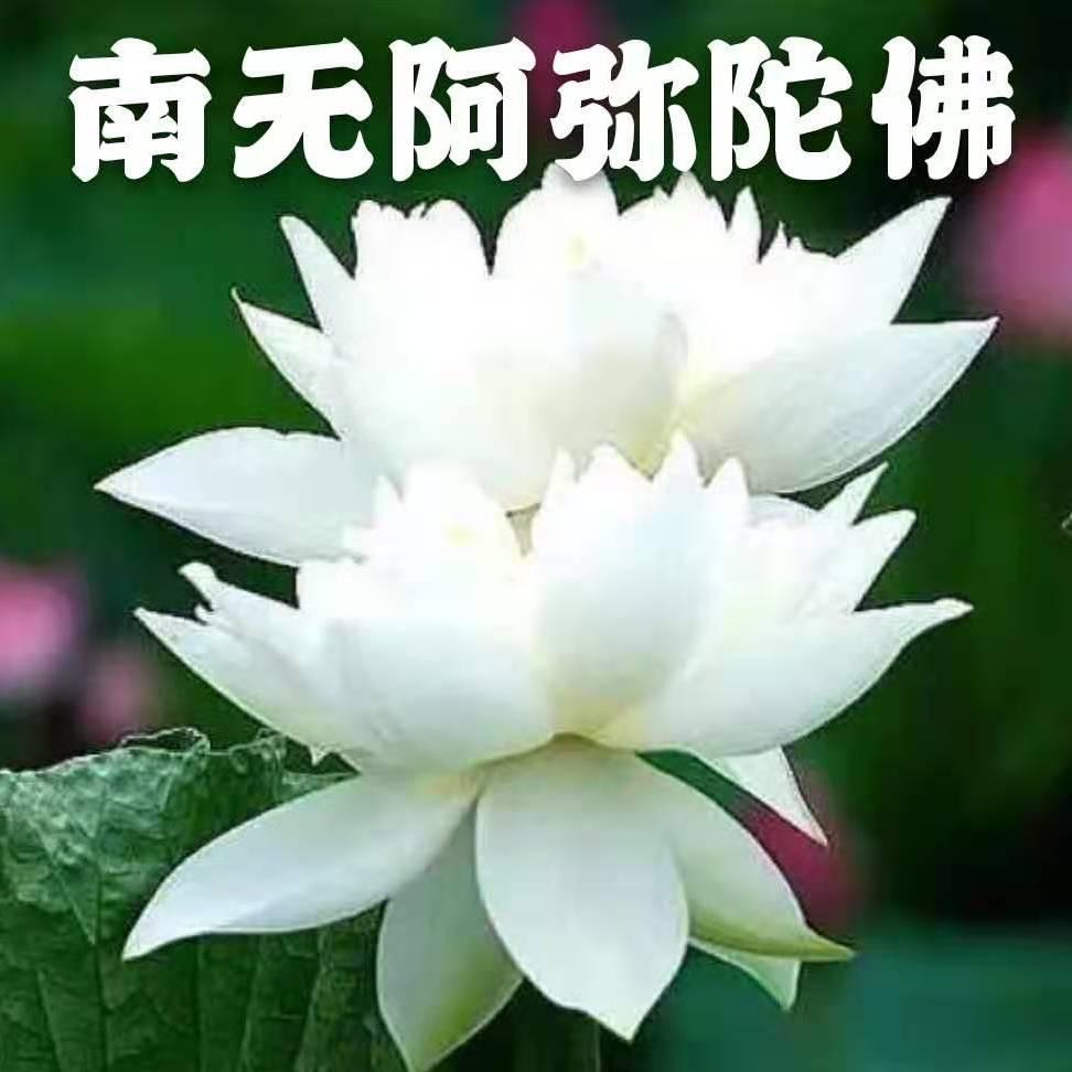 雨露清荷♛