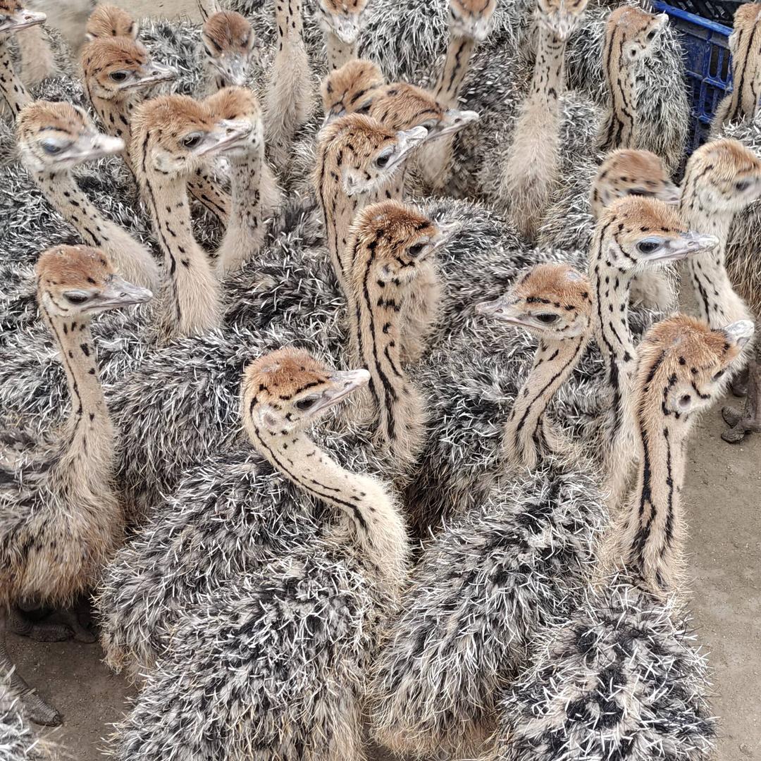 特种养殖
