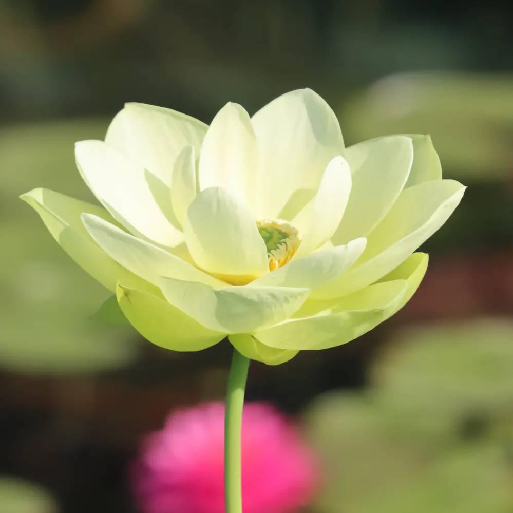 幸福永随