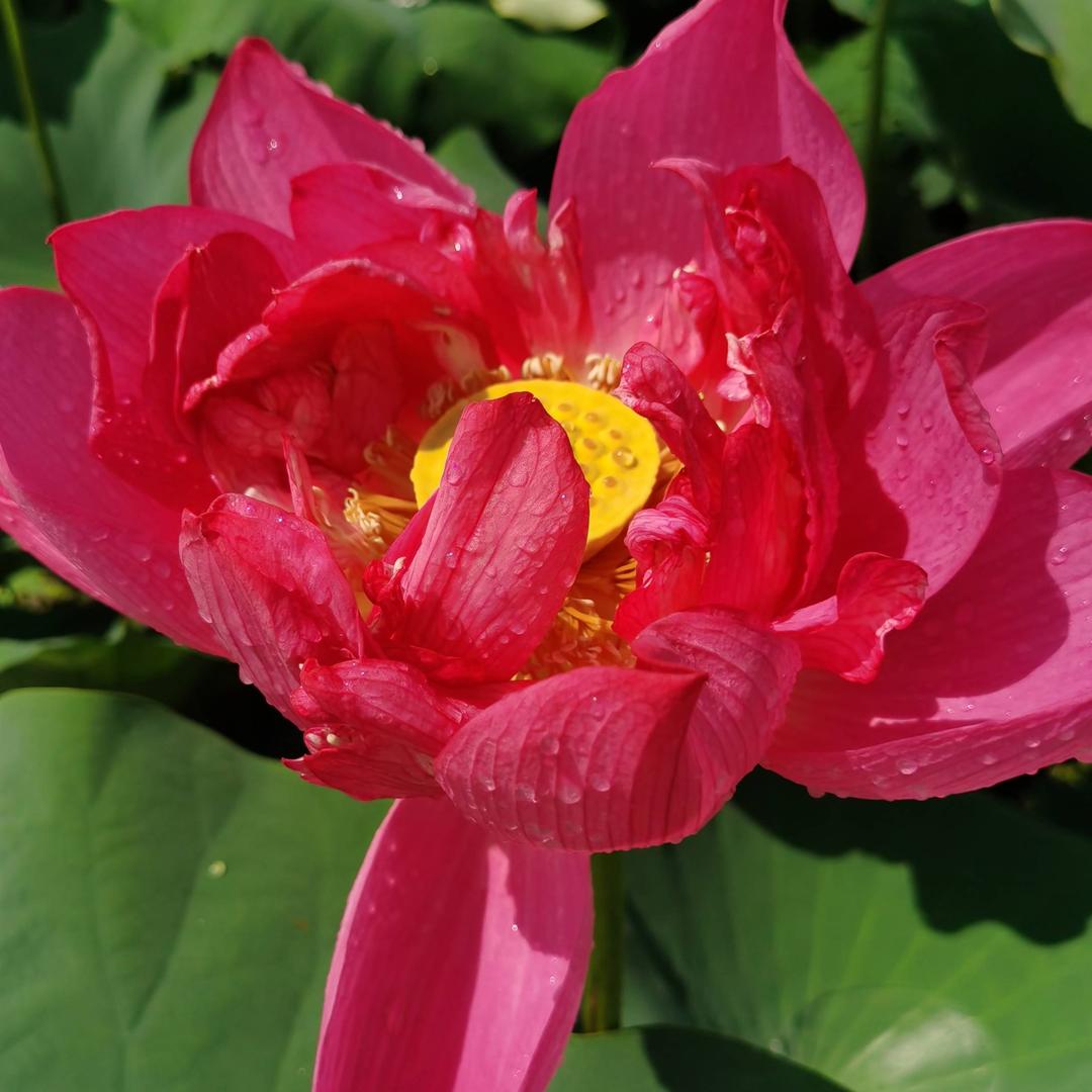 蜜蜂招蝶来