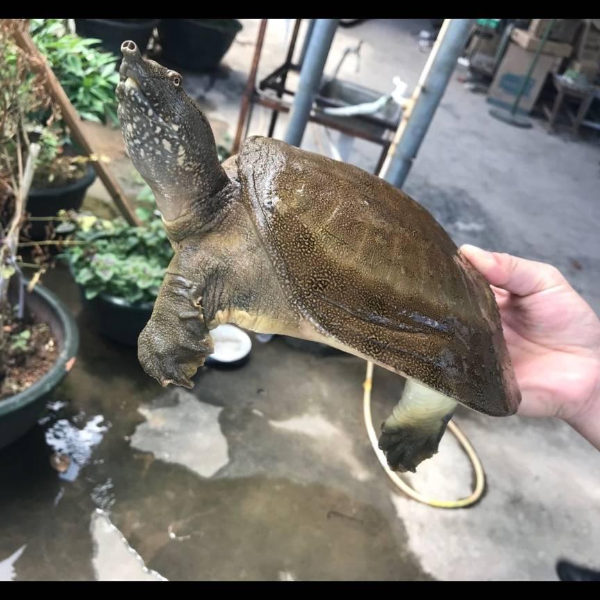 安徽～甲鱼妹