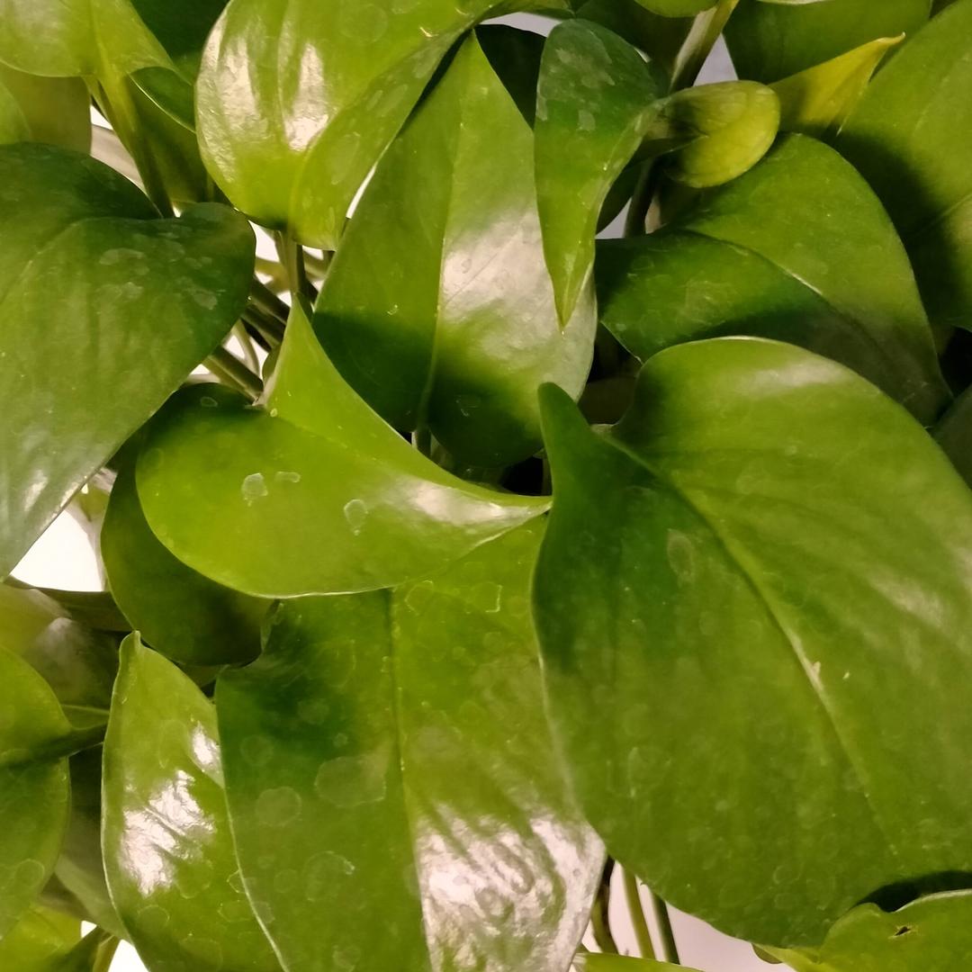 幸福快乐🌺