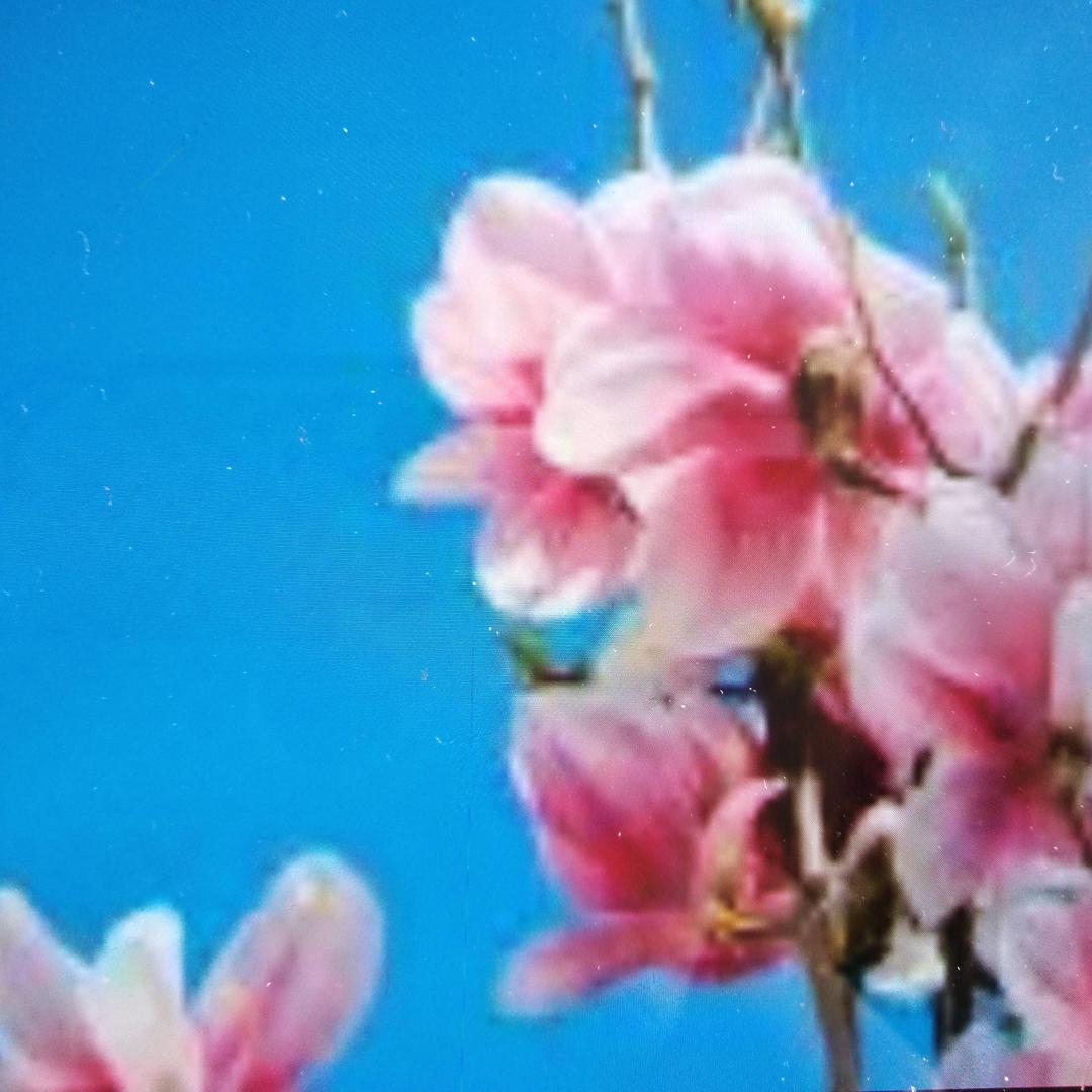 春暖花开，，