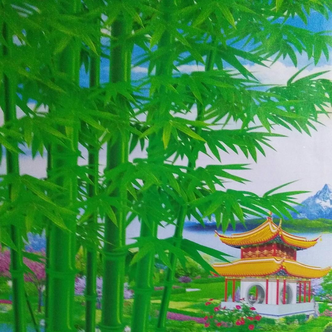 竹林美景