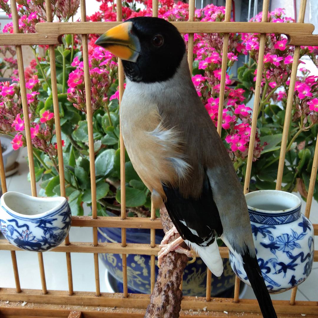 葫芦岛 刚子
