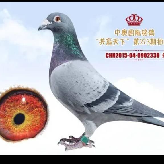 赛鸽