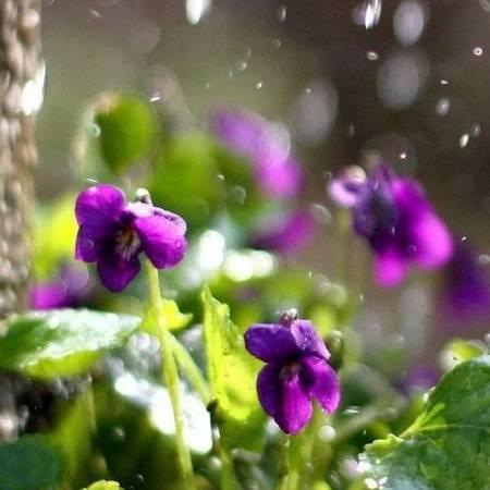 雨水