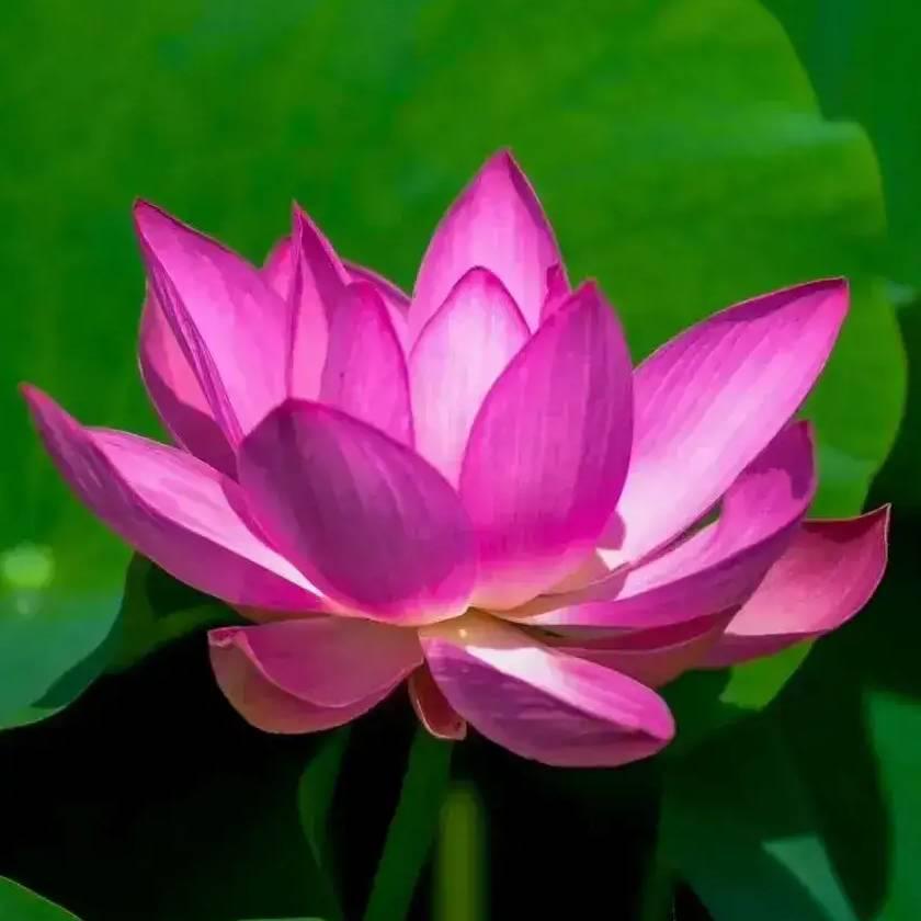 鑫满意足③