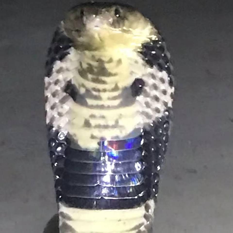 蛇蛇很哇塞