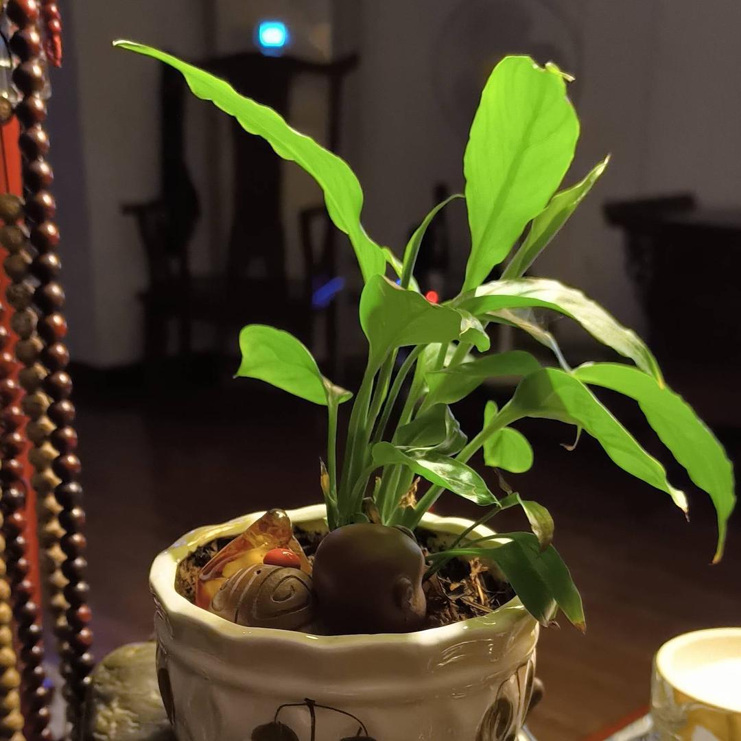 茶道空间