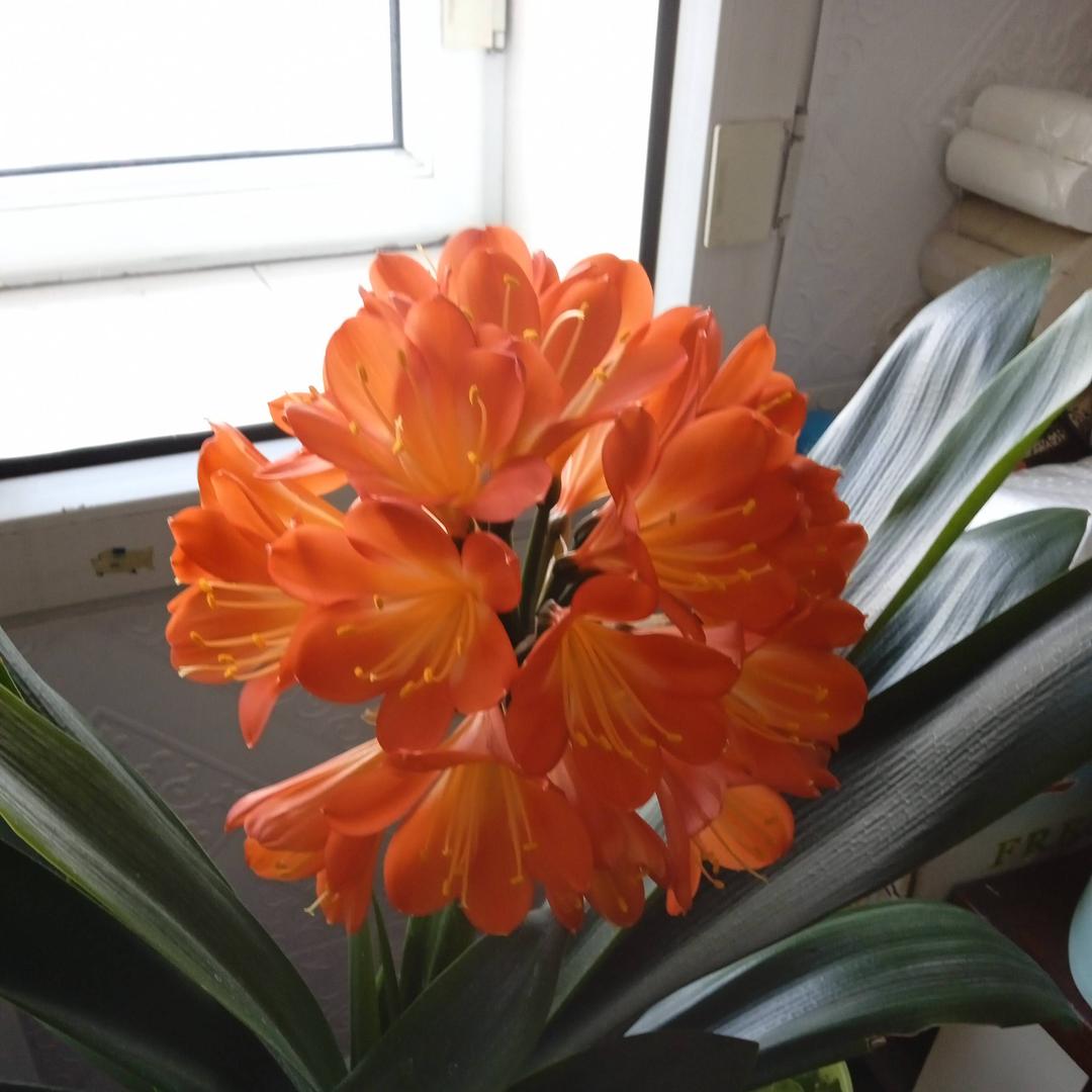 1118K芳姐