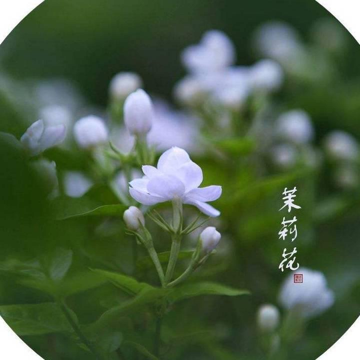茉莉香4344