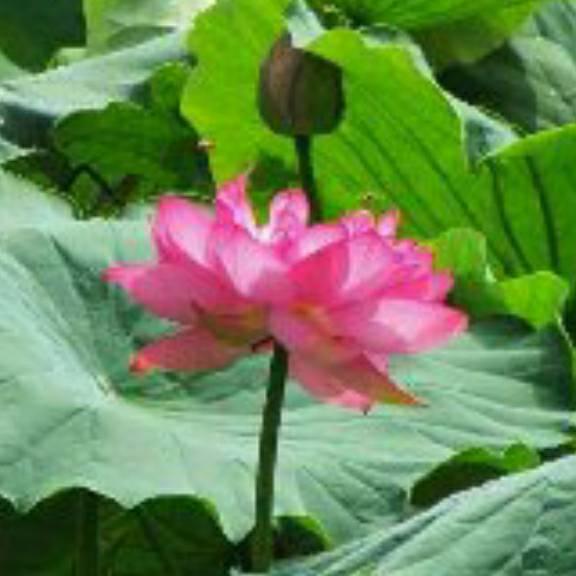 莲花