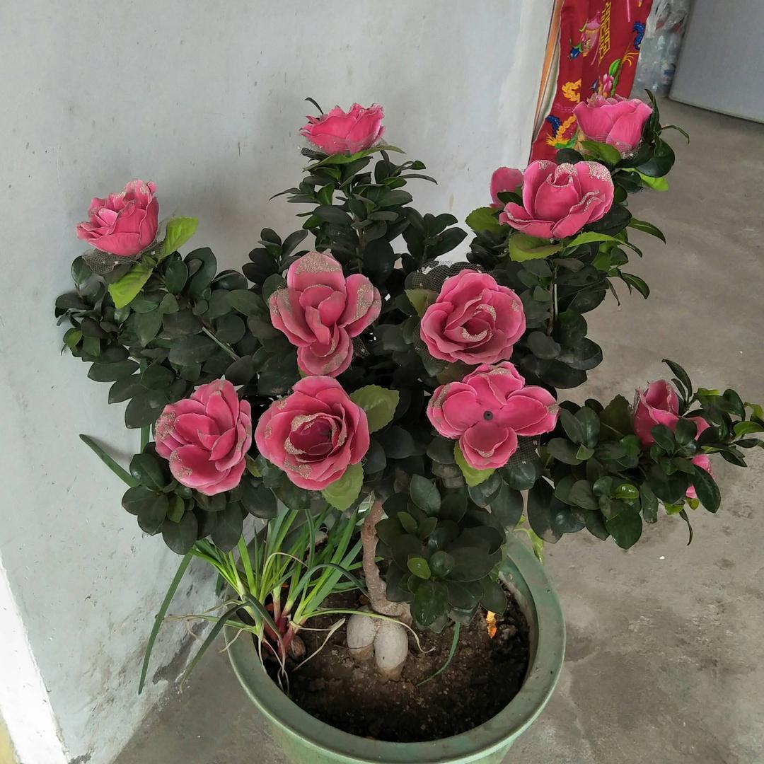 夕阳红，红杰