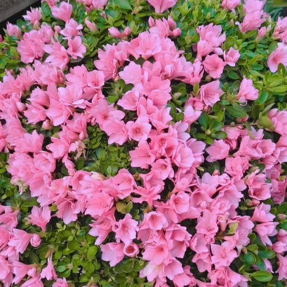 花卉园艺师