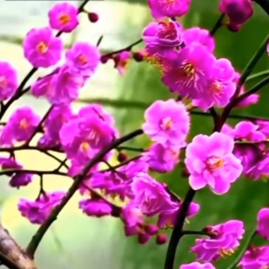 幸福🌹相伴