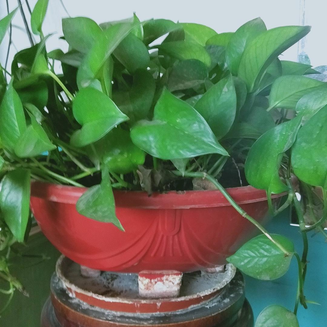 王淑敏🌹🌹🎈✨