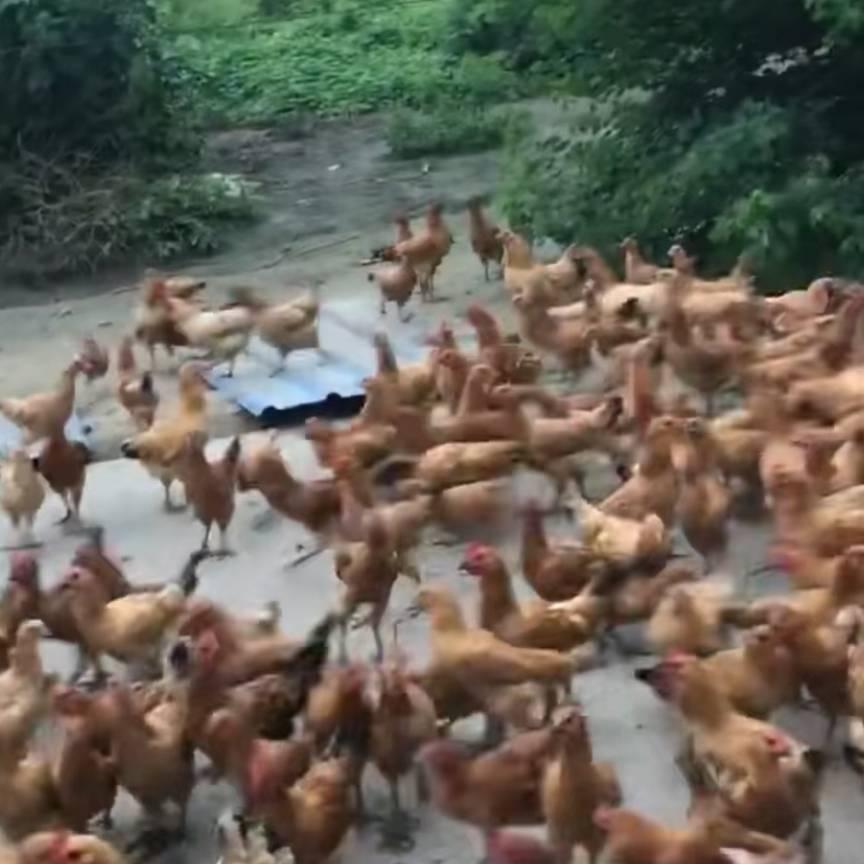 孔哥