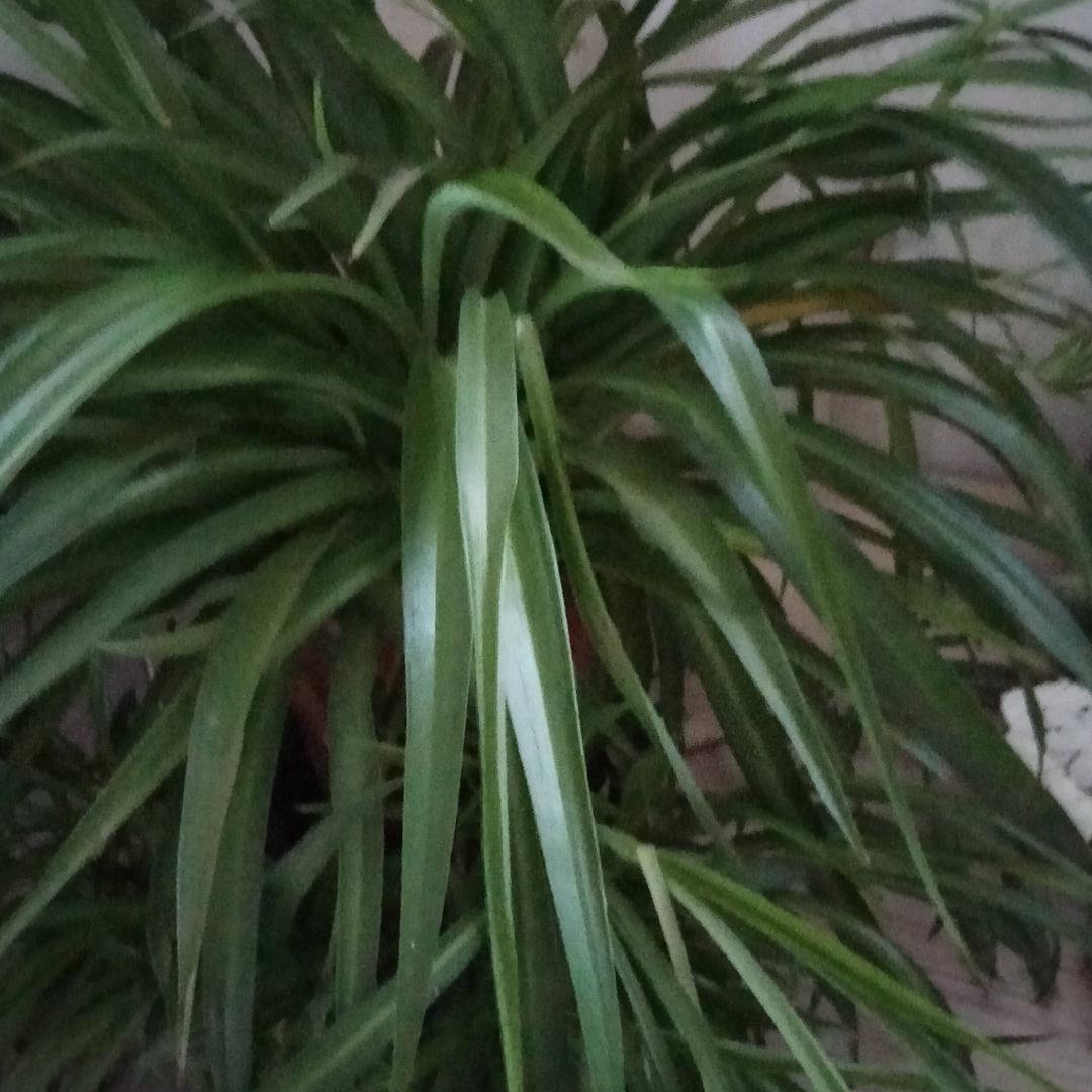 展鹏
