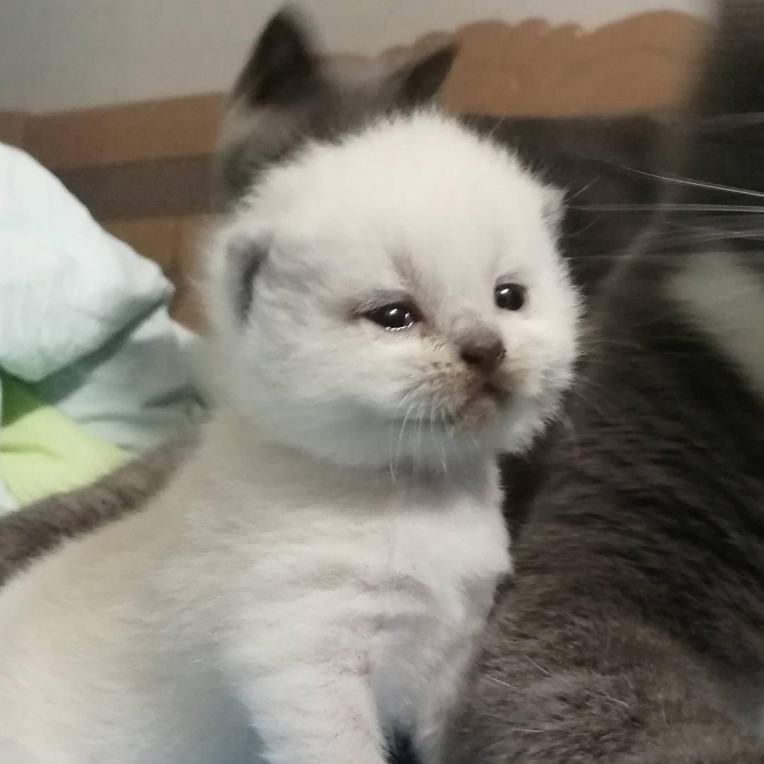 小馋猫觅食记