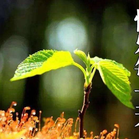 情感🧚语录🌞