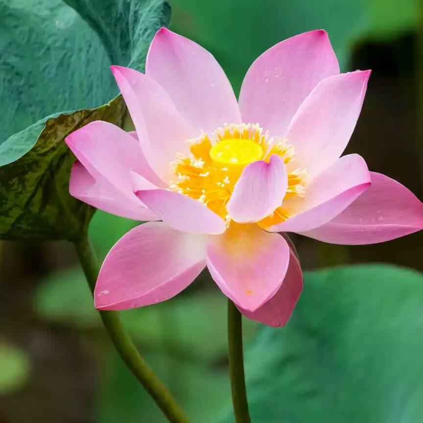 王增军(平安吉祥)