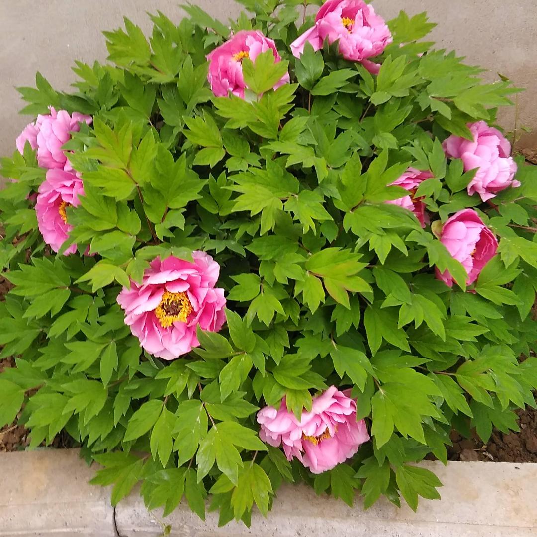 花心花语@🌹🌹