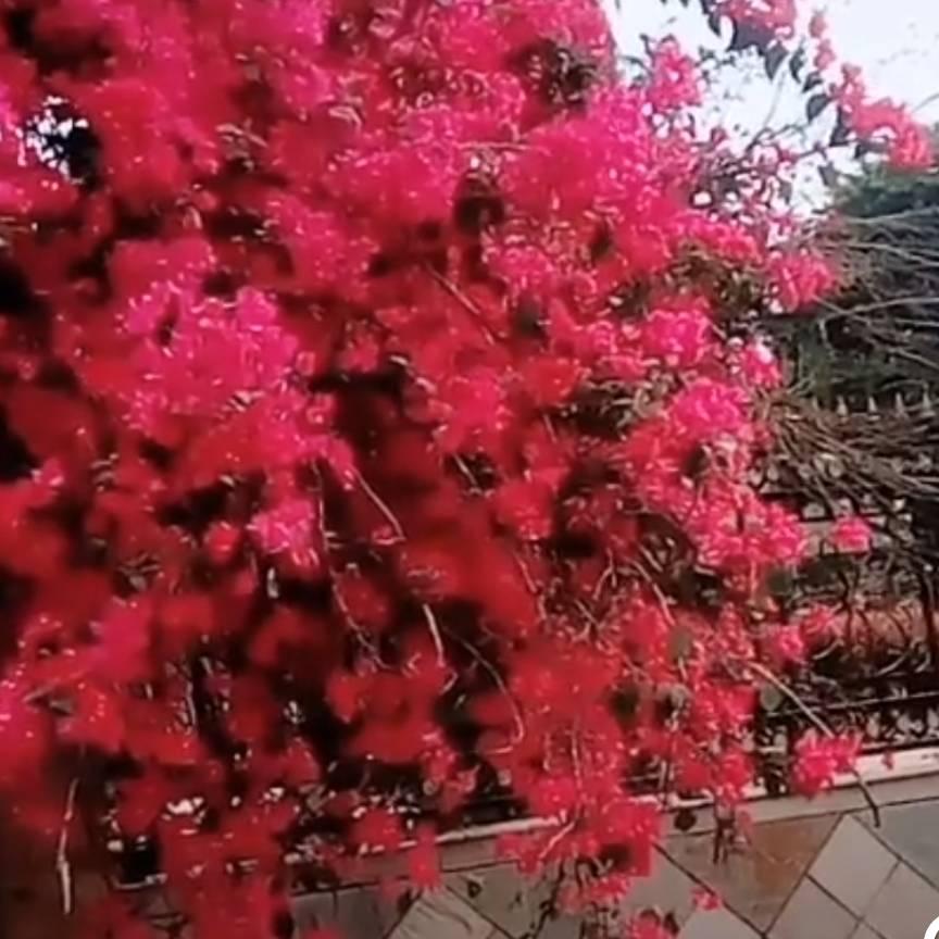 挖掘牛票与其货精湛技术