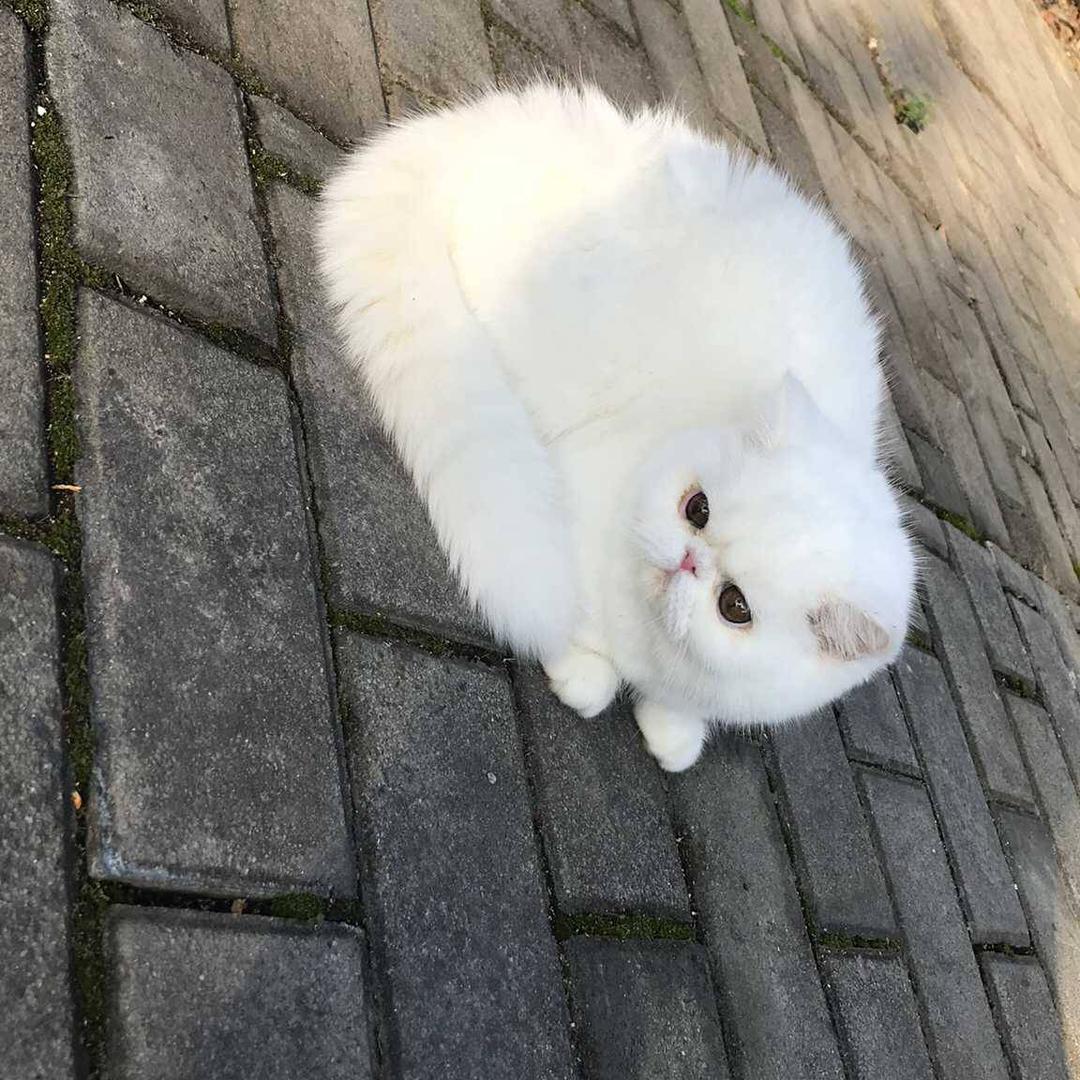 喵喵mi樂