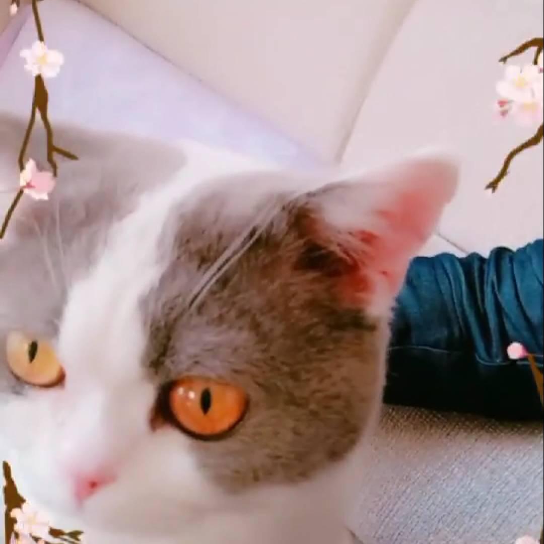 邀月