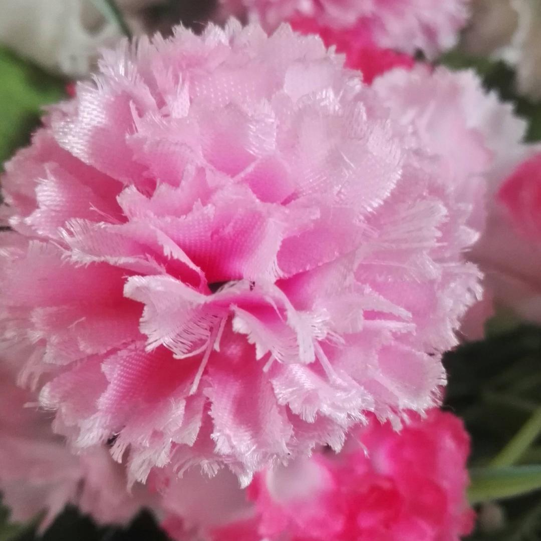 🌸🌸迎春🌸🌸