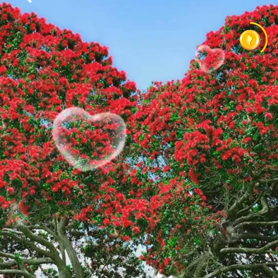 红花