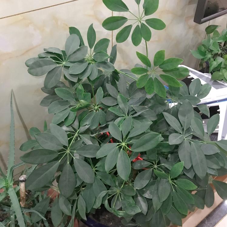 顺财杰