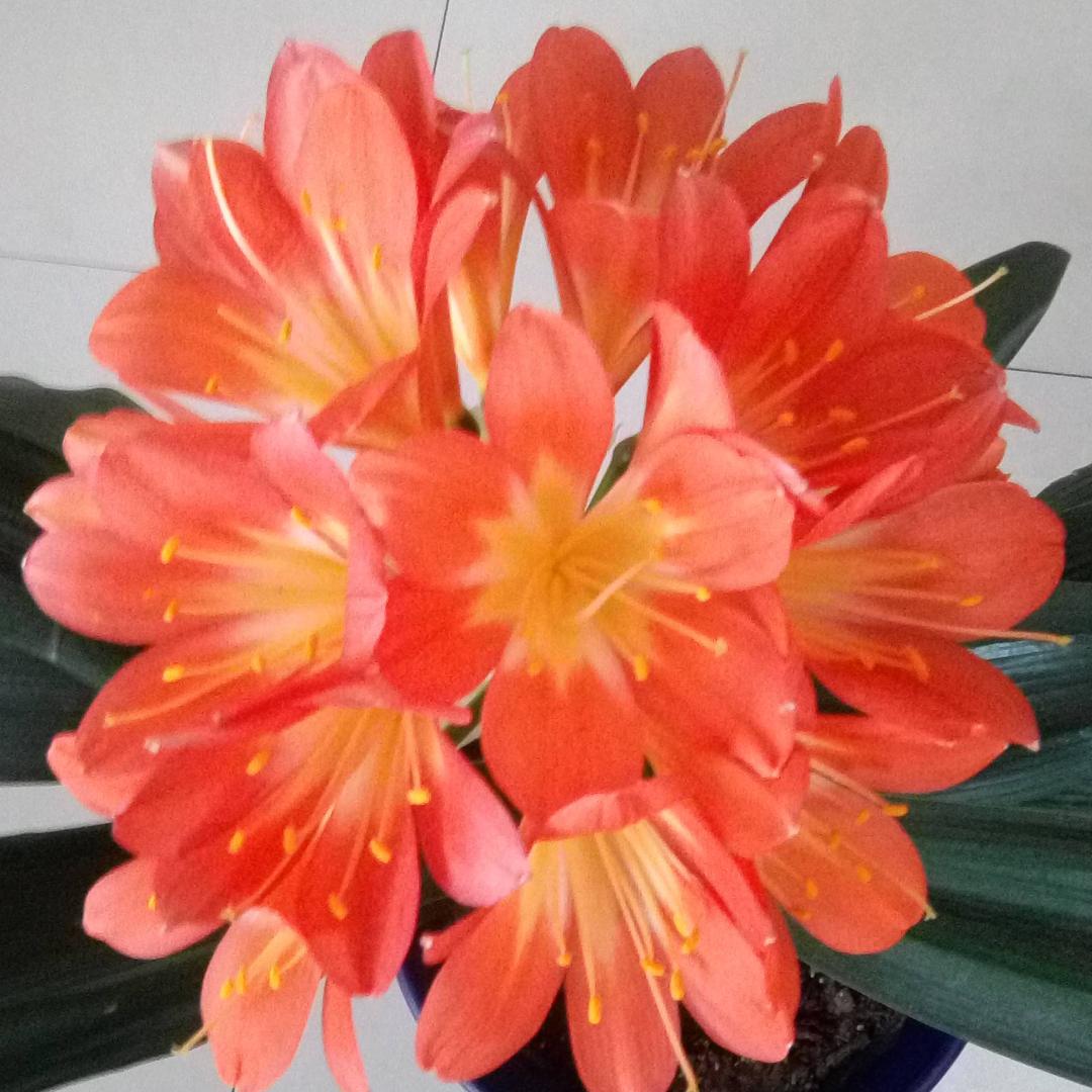 梅花🌺梅花♣️