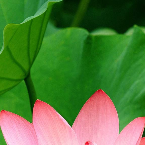 花美月圆
