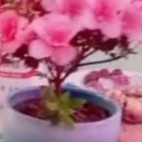 平安每一天