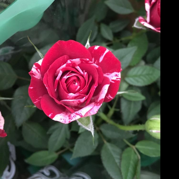清香花苑