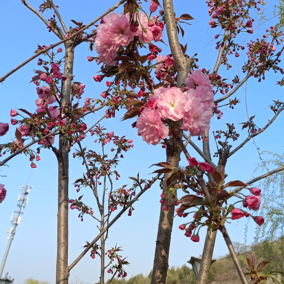 春暖花开富贵