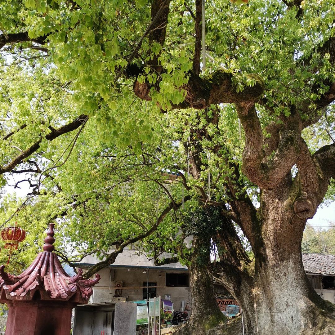 红尘随缘