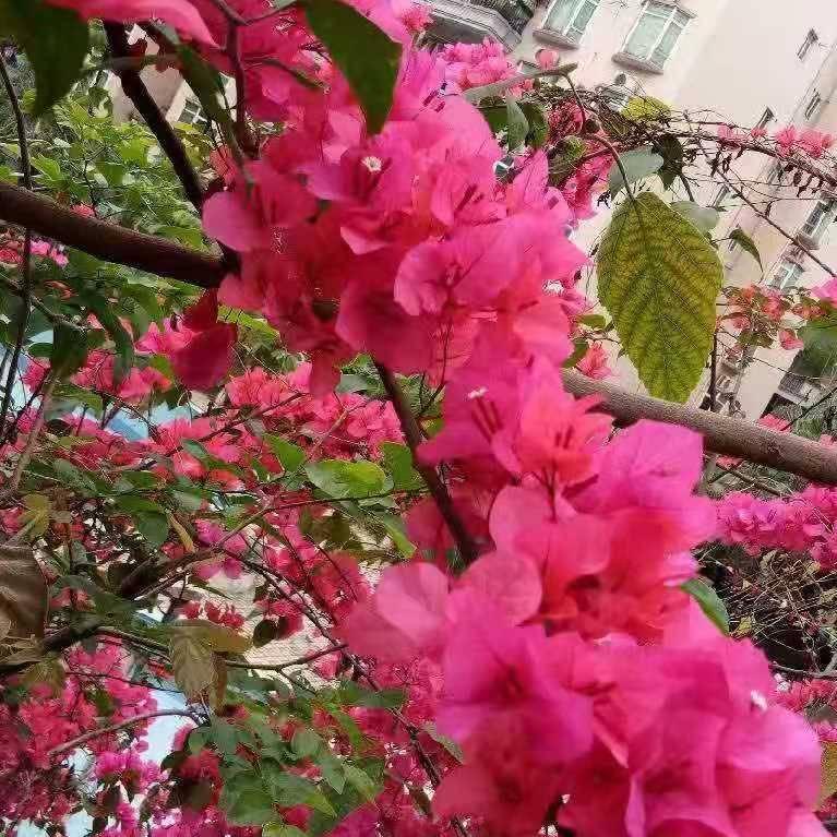 张淑芹_252809