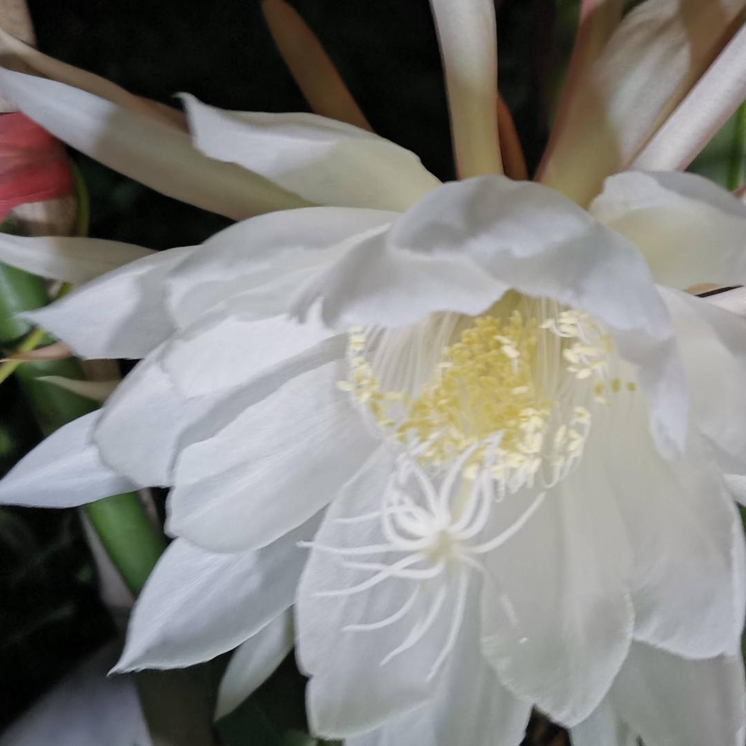 龙龙