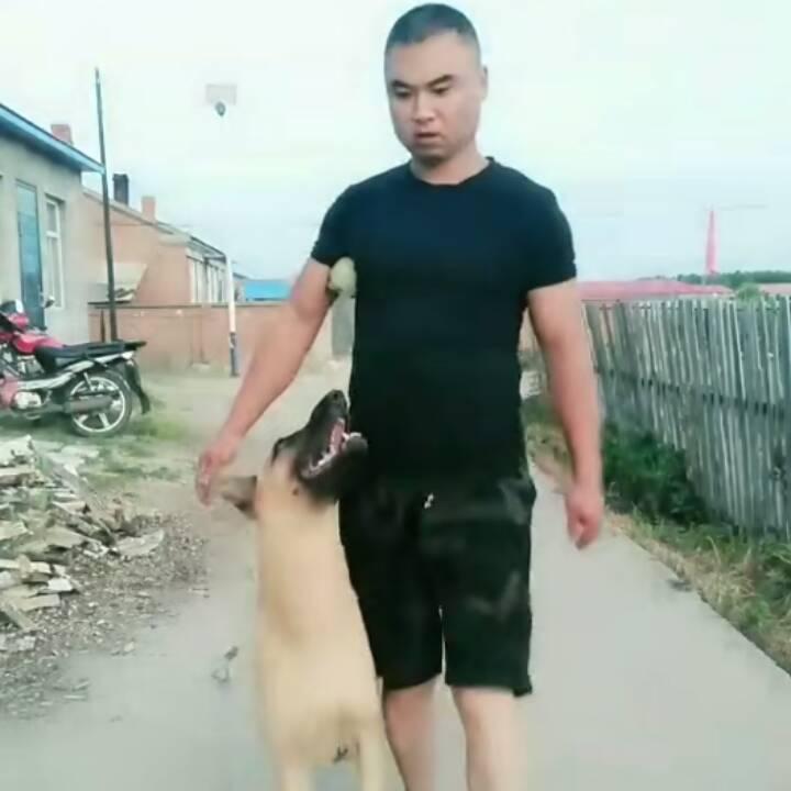 东极驯养马犬一哥