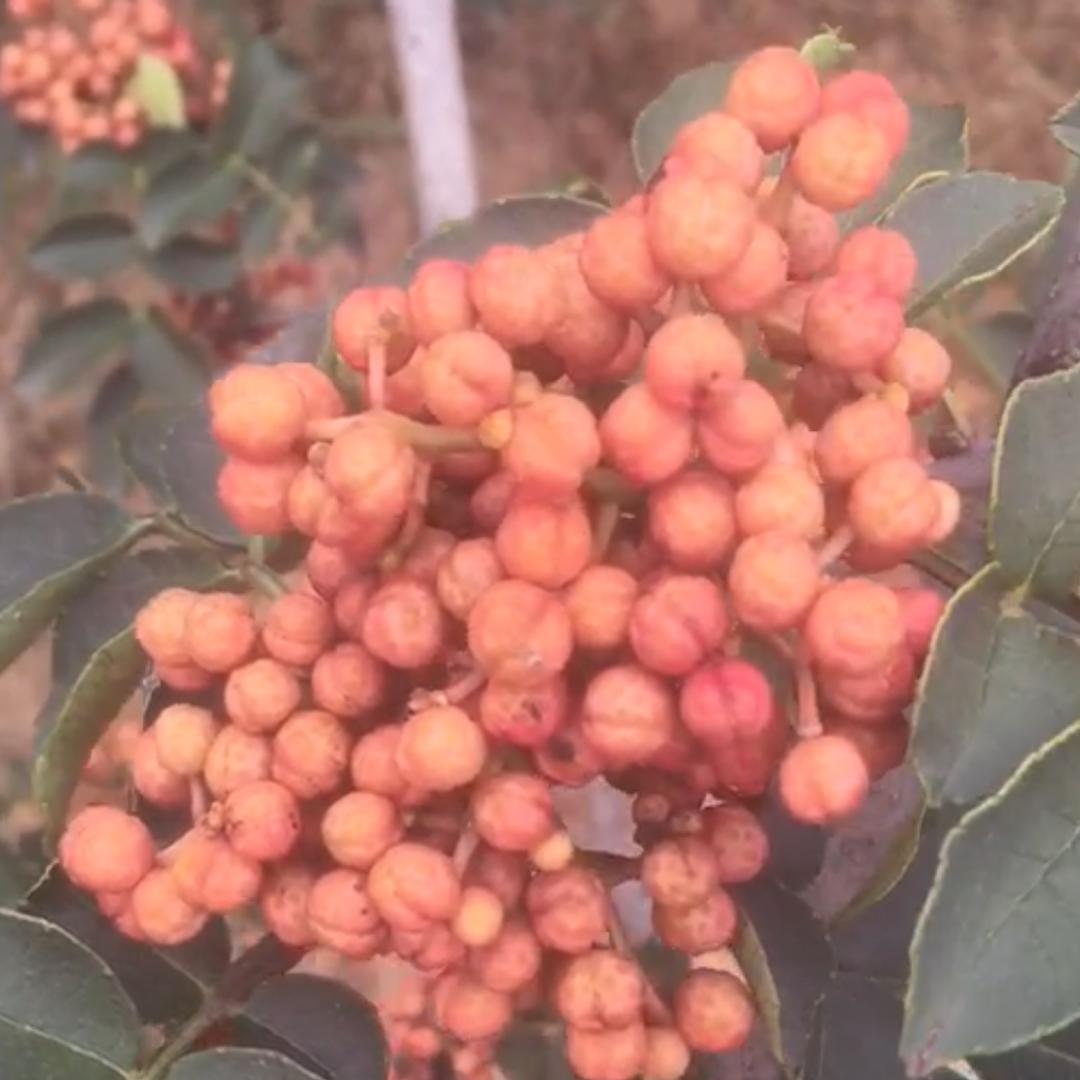 韩城军胜惠鑫花椒种植农民专业合作社.