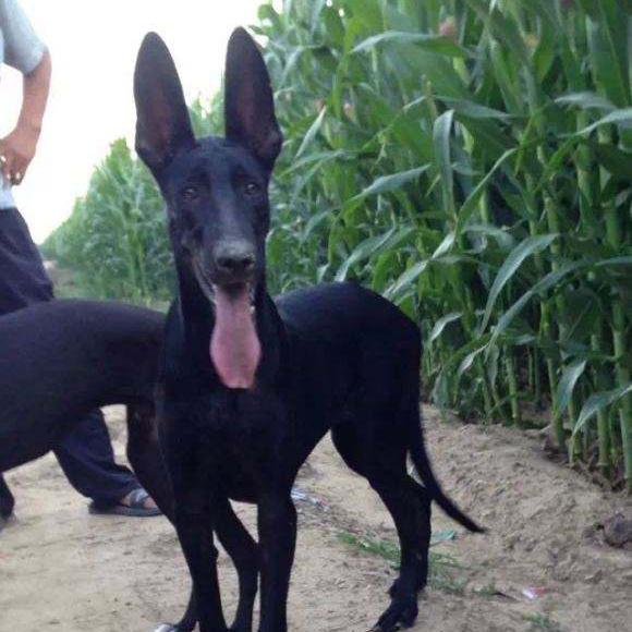 黑狼犬特养