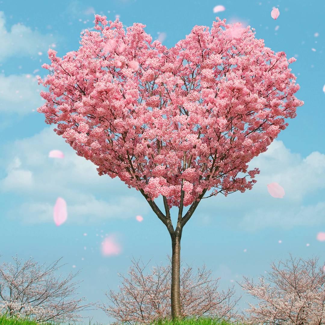 普天同庆🌹💐